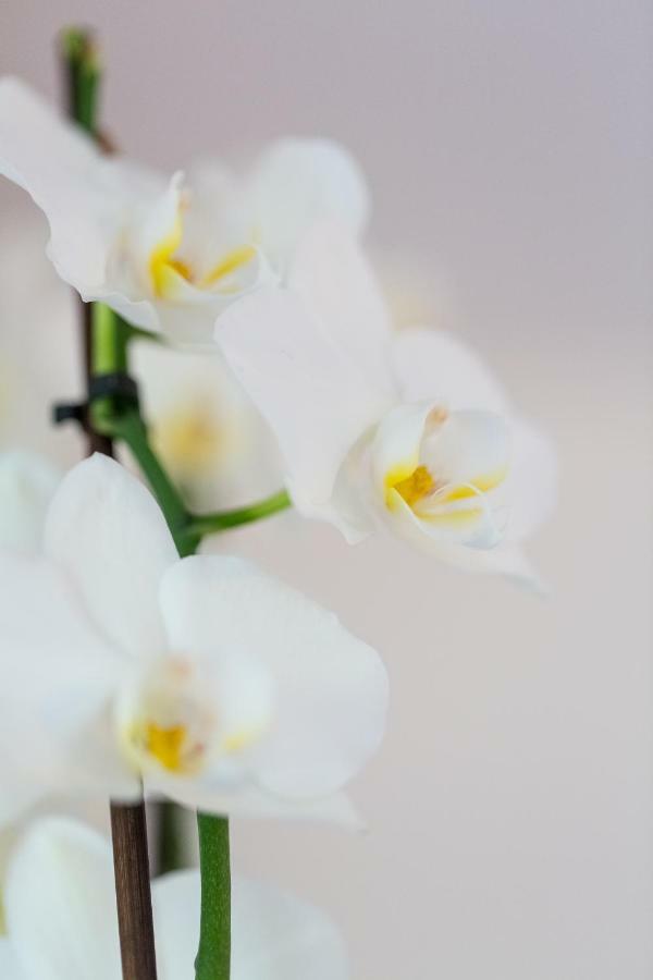 Apartment Natur เบลด ภายนอก รูปภาพ
